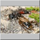 Tachysphex obscuripennis - Grabwespe w12a 8mm mit Schabe - Sandgrube Niedringhaussee.jpg